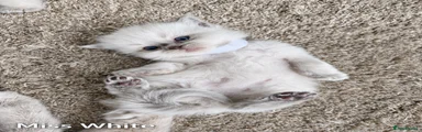 Ragdoll 4