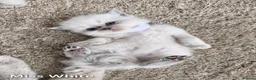 Ragdoll cats for sale: Stunning Ragdoll-Point Kittens  Champion Bred Sire - Advert 6