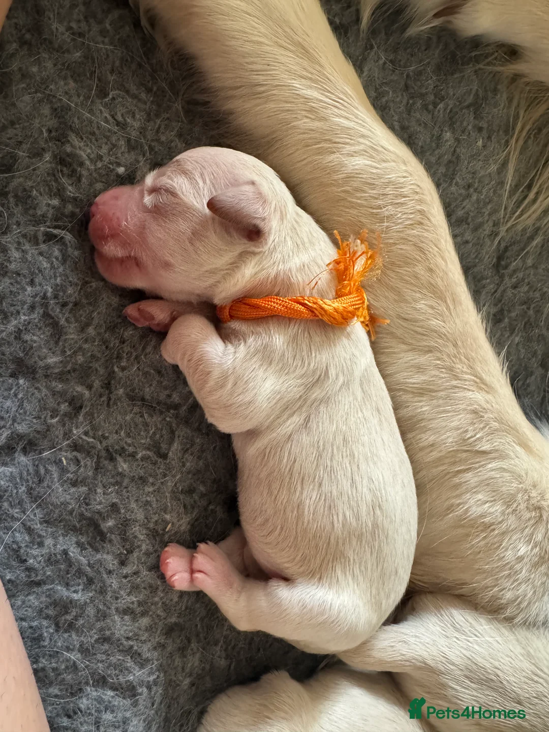 Golden Retriever dogs for sale: Health tested, KC reg Golden retriever puppies - Advert 2