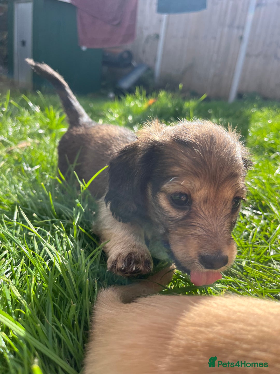Miniature Dachshund dogs for sale: Red & Shaded Cream! KC Mini Long Haired Dachshunds - Image 9