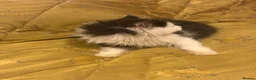 British Longhair cats for sale: Beautiful Long Haired Kitten for sale - Advert 7