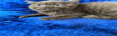British Shorthair 1