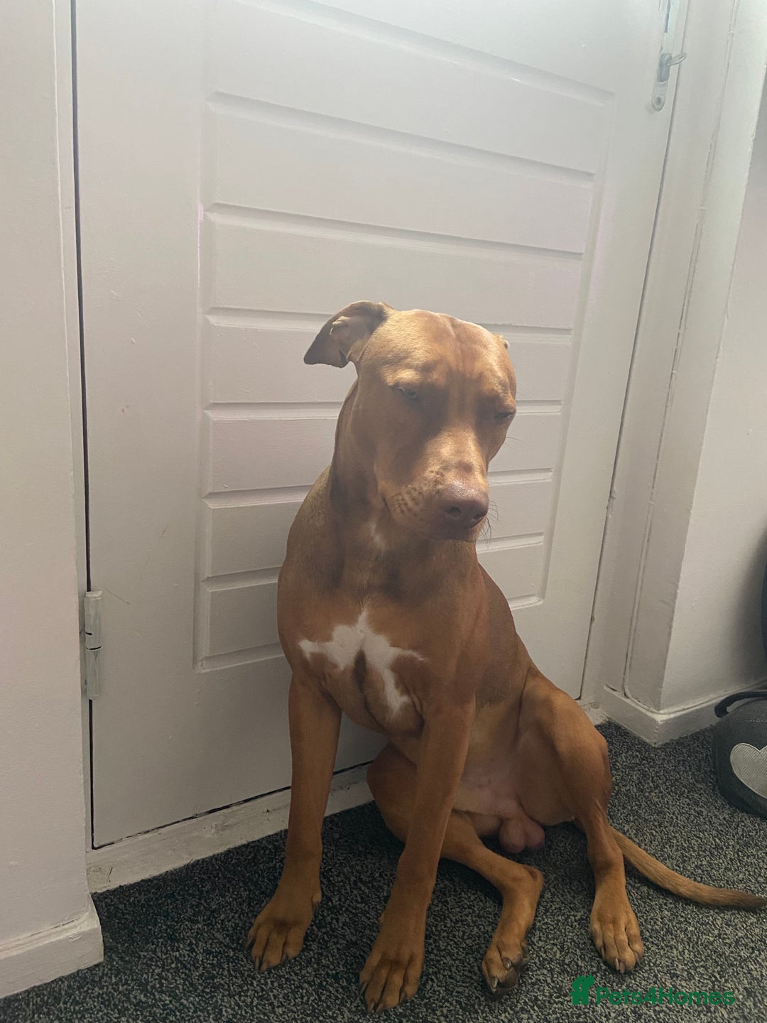 Mixed Breed dogs for sale: Dog for sale  - Advert 4