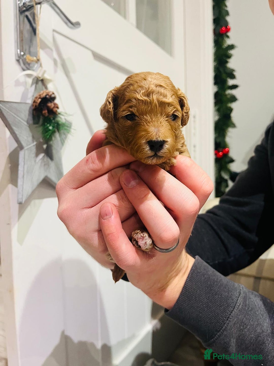 Cavapoo dogs for sale: Stunning F1b Cavapoo puppies  - Advert 18