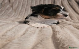 Yorkshire Terrier dogs for sale: Adorable Yorkshire Terrier Biewer Puppies Tricolor - Image 9
