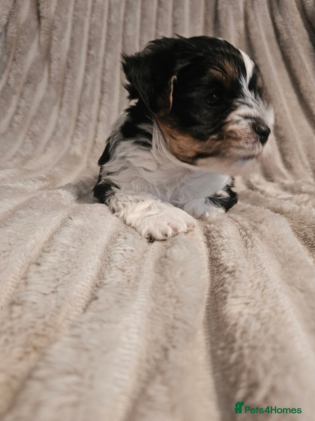 Yorkshire Terrier dogs for sale: Adorable Yorkshire Terrier Biewer Puppies Tricolor - Image 9