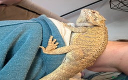 Bearded Dragon reptiles for sale: Barry The Bearded Dragon - looking for a new home - Image 4