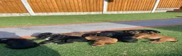 Patterdale Terrier dogs for sale: Pattadale terrier pups in Liverpool - Advert 7