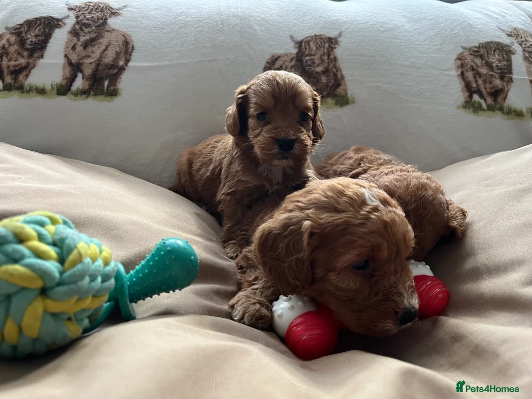 Cockapoo dogs for sale:  Stunning F1 DNA clear cockapoo puppies  - Advert 17