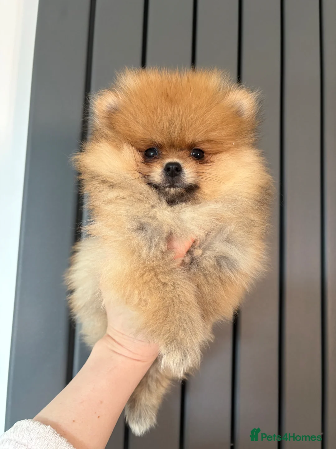 Pomeranian dogs for sale: Champion line Bear type Poms  - Advert 2