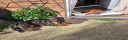 Dachshund dogs for sale: 3 dachshund puppies available  in Horley - Advert 1