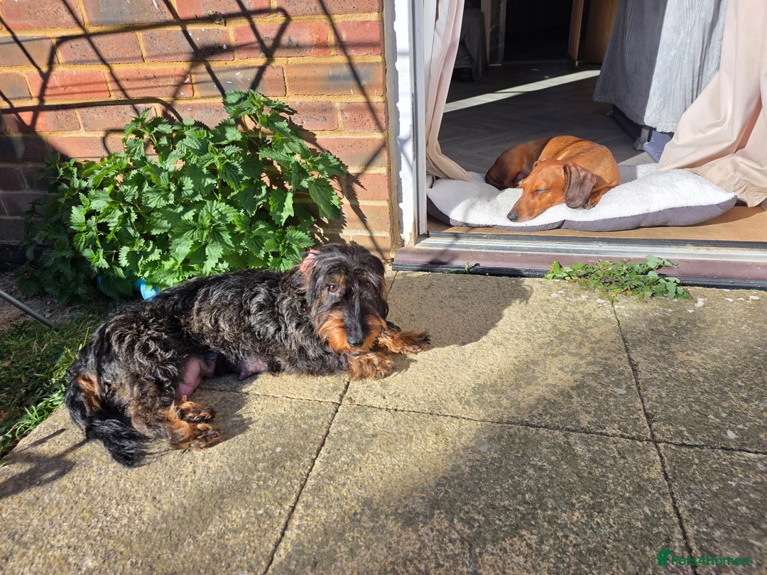 Dachshund dogs for sale: 3 dachshund puppies available  in Horley - Advert 1