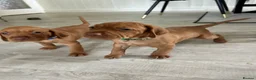 Hungarian Vizsla dogs for sale: 5 handsome hungarian vizsla puppies for sale - Advert 20