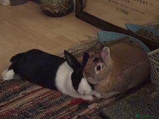 Netherland Dwarf rabbits Rooster and Jett - Advert 18
