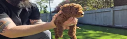 Cavapoo dogs for sale:  🩵Red cavapoos, ready to leave🩵 - Advert 25