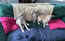Mixed Breed dogs for sale: Bedlington Whippets  - Image 1