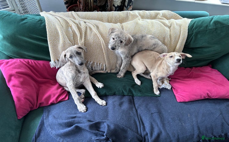 Mixed Breed dogs - Advert 1