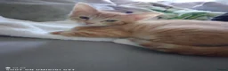 Bengal cats for sale: Bengal Tiger x British short haired  - Advert 14