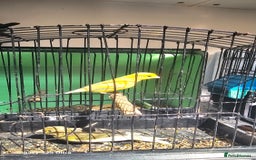 Canaries birds for sale: Irish fancy canary  - Image 1