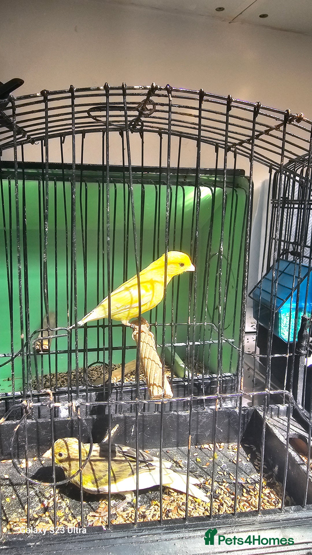 Canaries birds for sale: Irish fancy canary  - Image 1