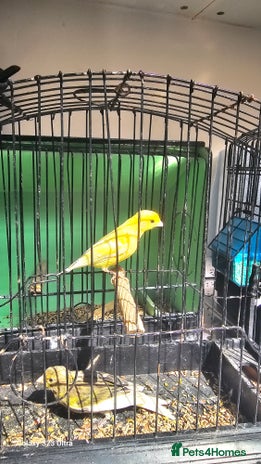 Canaries birds - Advert 5