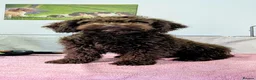Spanish Water Dog dogs for sale: Spanish water dog - Advert 21