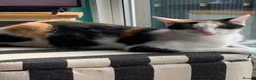 Mixed Breed cats for sale: Luna  - Advert 5