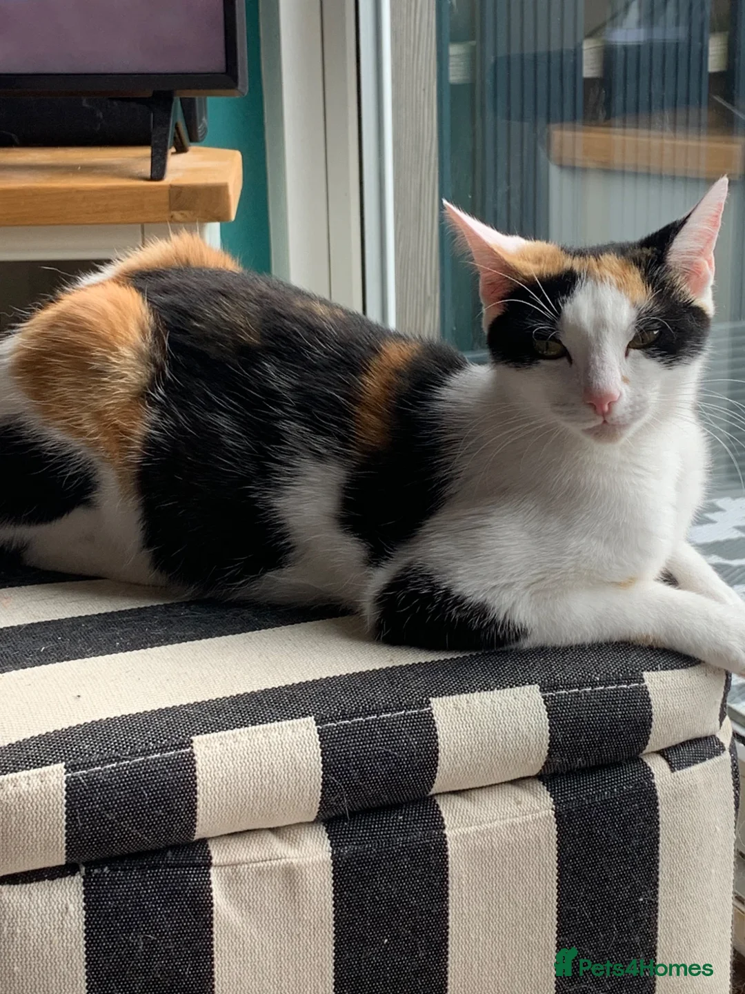 Mixed Breed cats for sale: Luna  - Advert 5