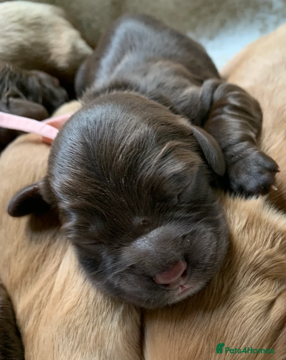 Cockapoo dogs for sale: Cockapoos Due 11th February- Waiting List Open - Advert 5