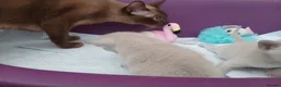 Burmese cats for sale: Lilac and Chocolate Burmese Kittens.  GCCF Reg.  - Advert 2