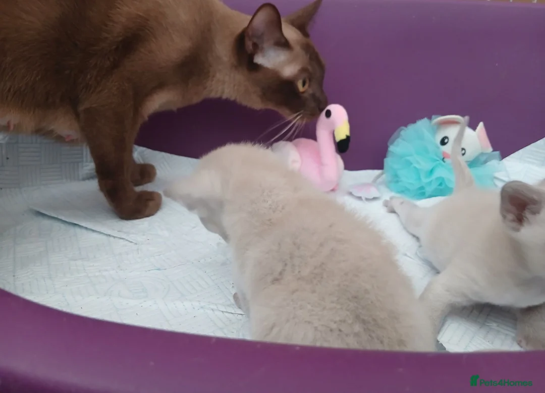 Burmese cats for sale: Lilac and Chocolate Burmese Kittens.  GCCF Reg.  - Advert 2