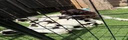 English Springer Spaniel dogs for sale: English Springer Spaniel Puppies - Advert 21