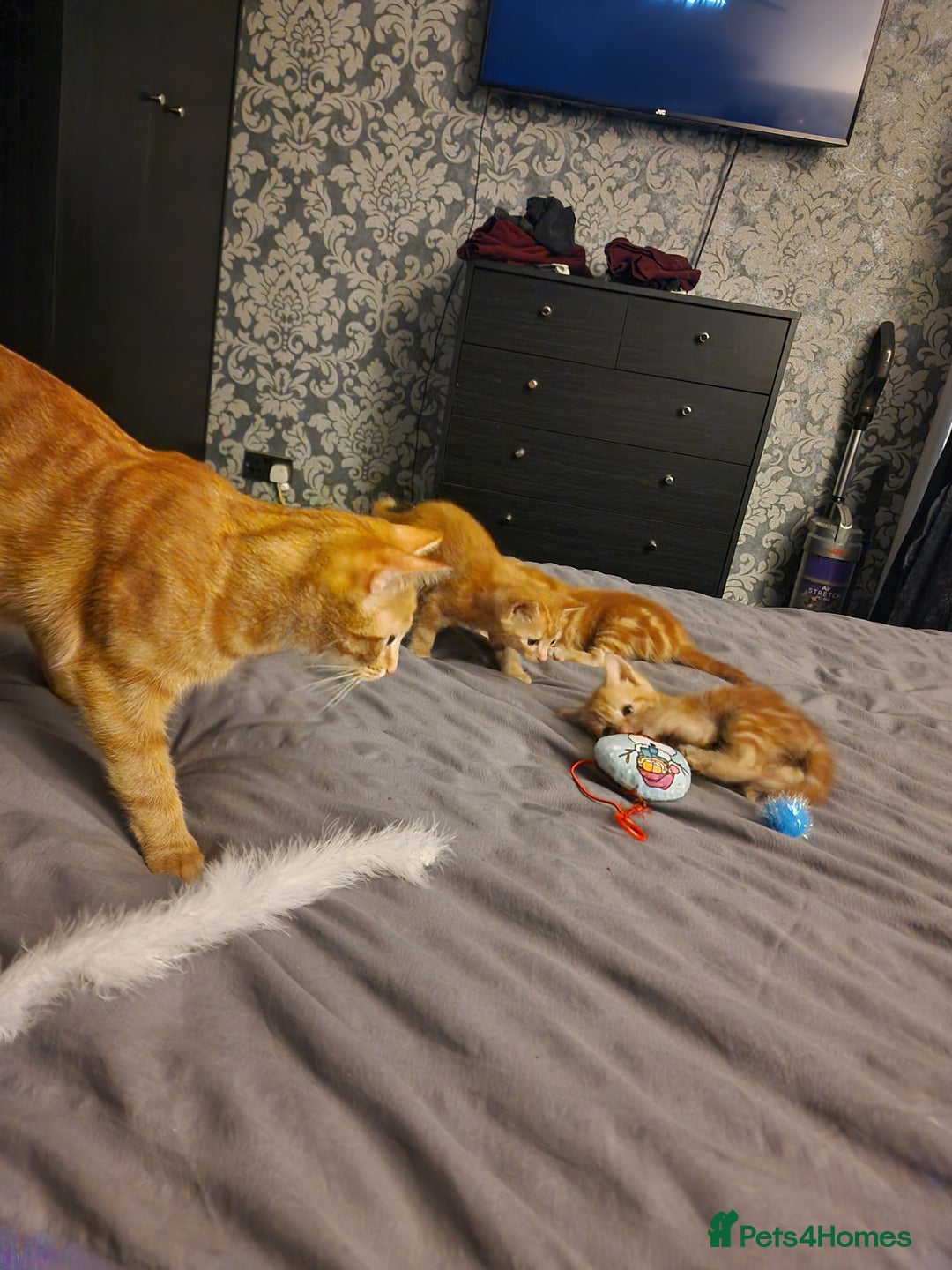 Mixed Breed cats for sale: Ginger kittens - Advert 9