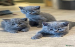 British Shorthair cats for sale: X-4 Gorgeous British-Shorthair Kittens  - Image 2