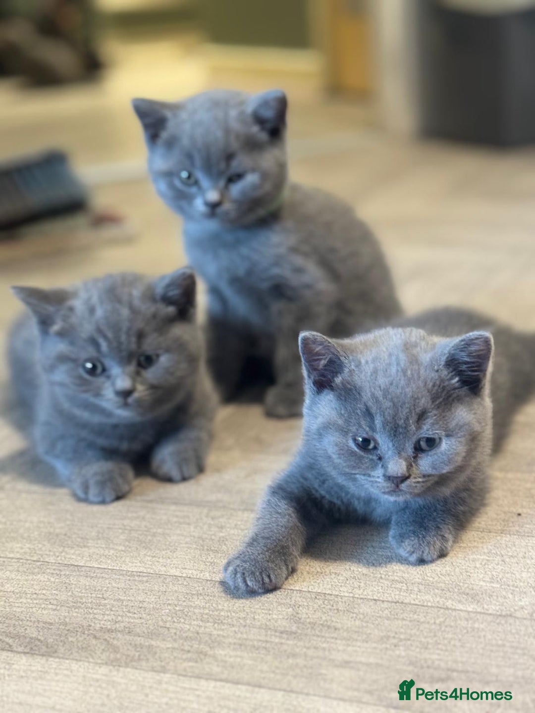 British Shorthair cats for sale: X-4 Gorgeous British-Shorthair Kittens  - Image 2