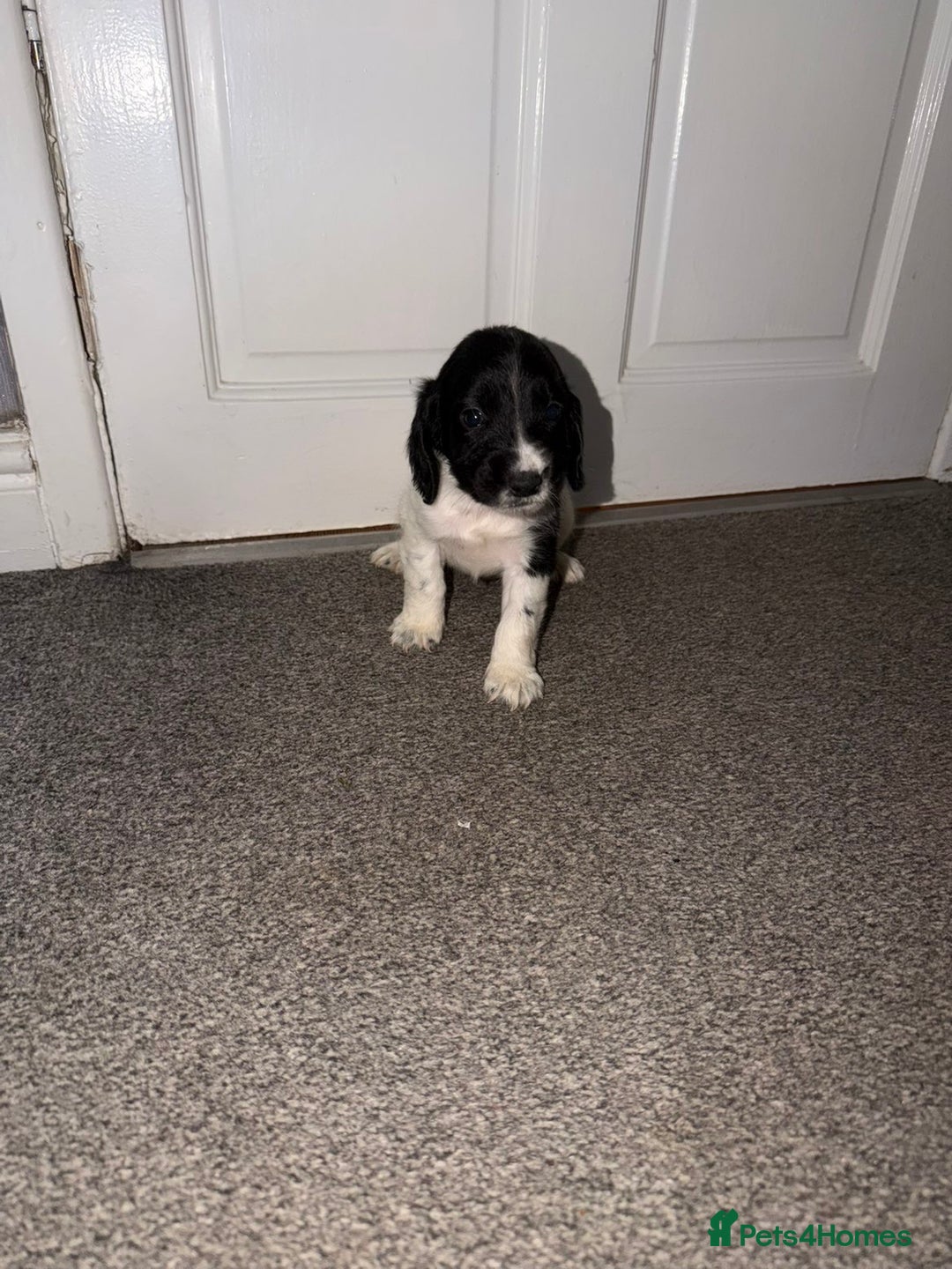 Cocker Spaniel dogs for sale: Cocker spaniel pups   - Advert 13