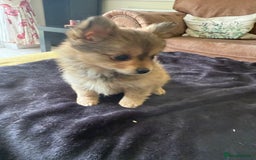 Pomeranian dogs for sale:  Adorable Pomeranian puppies  - Image 9