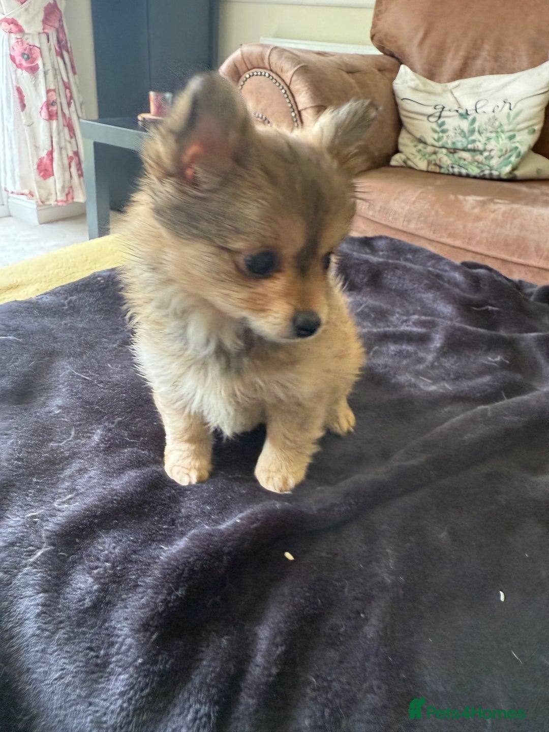 Pomeranian dogs for sale:  Adorable Pomeranian puppies  - Image 9