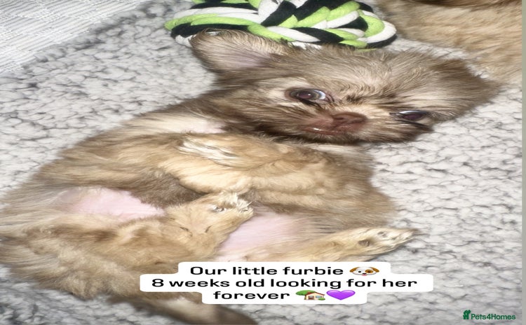 Shih Tzu dogs - Advert 10