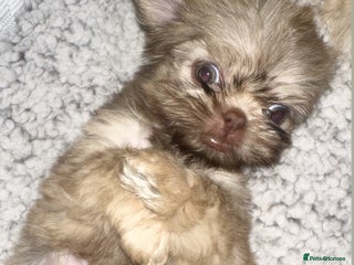 Shih Tzu dogs - Advert 3