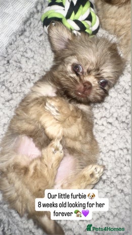 Shih Tzu dogs - Advert 4