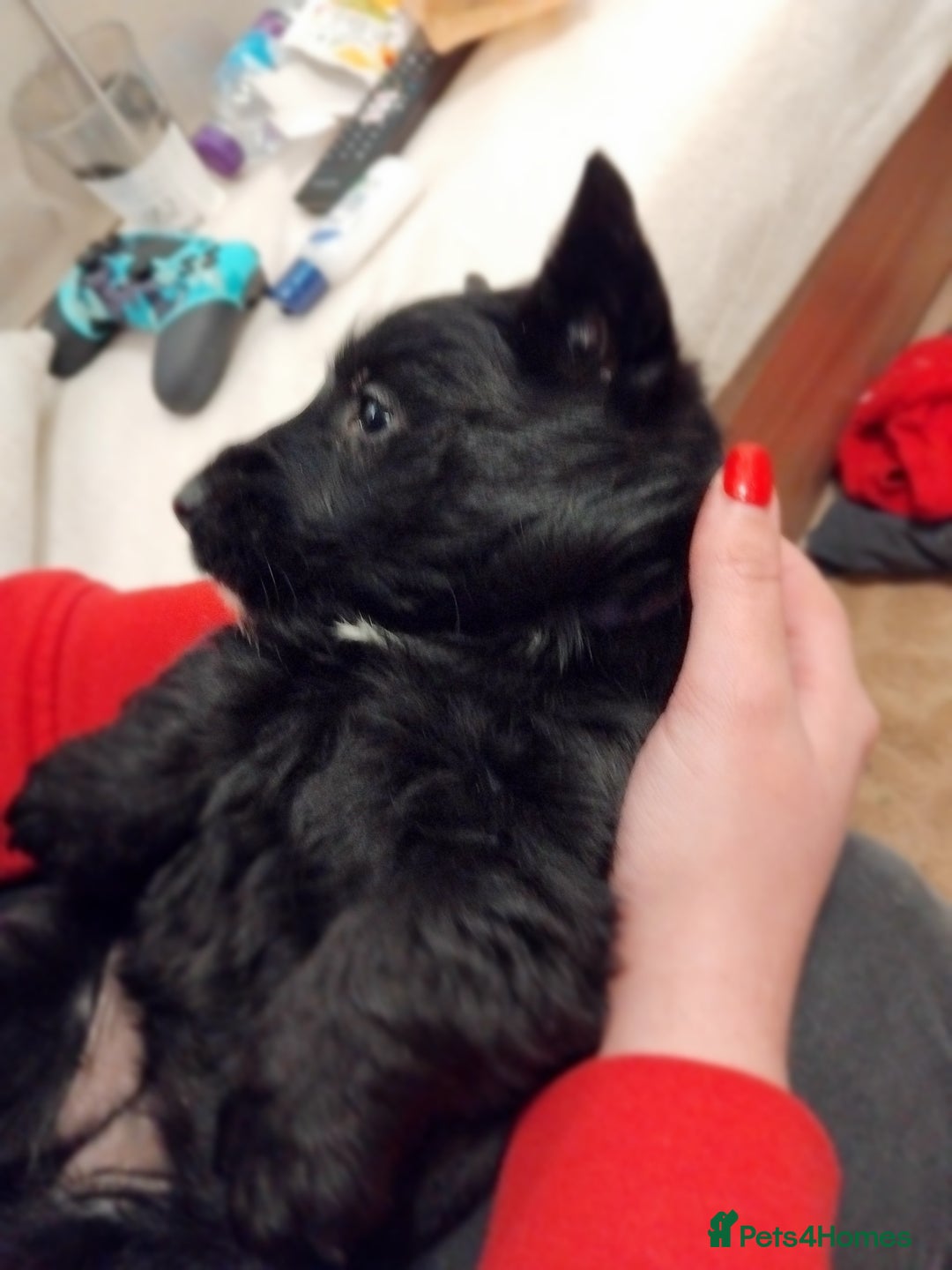 Scottish Terrier dogs for sale: Beautiful Scottish terrier puppies - Advert 19