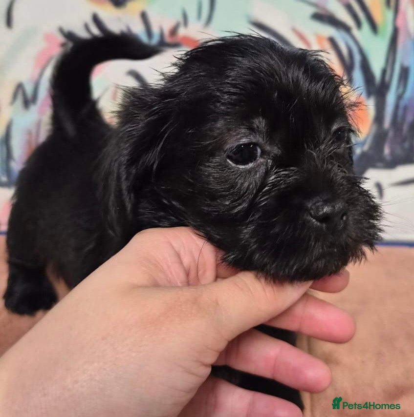 Mixed Breed dogs Shihtzu x mini wire daxi adorable  - Advert 18