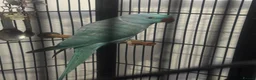 Parrots birds for sale: Green & Blue ring neck Parrots  in Leicester - Advert 4