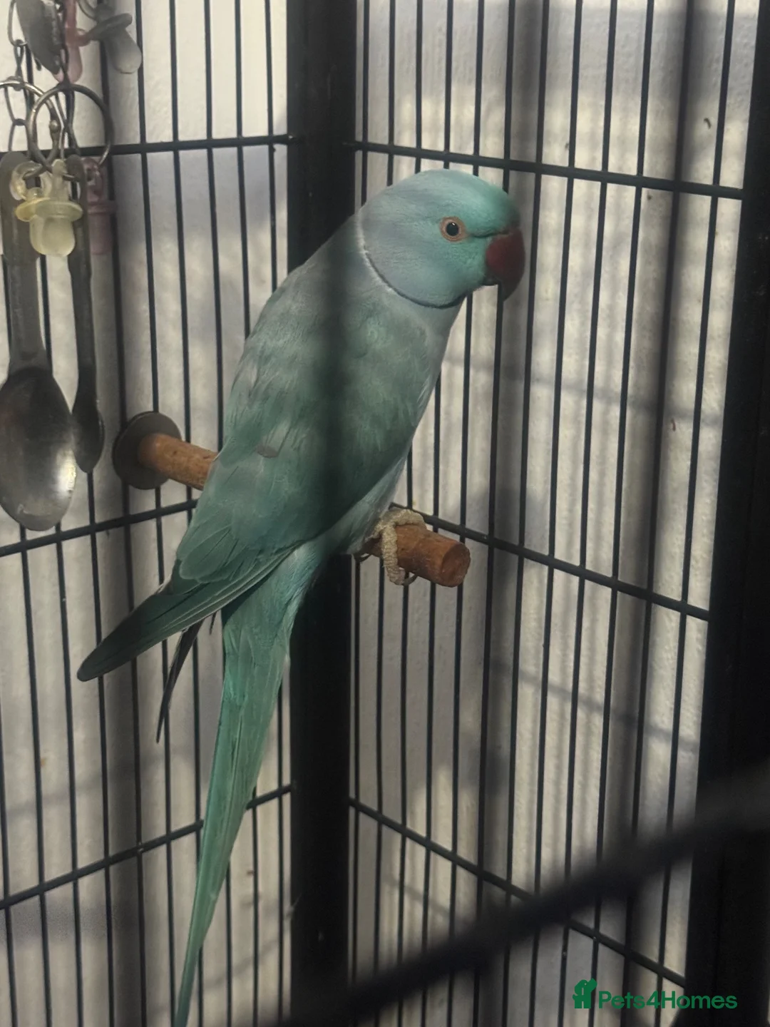 Parrots birds for sale: Green & Blue ring neck Parrots  in Leicester - Advert 4