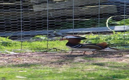 Waterfowl poultry for sale: Mandarin Ducks - Image 2