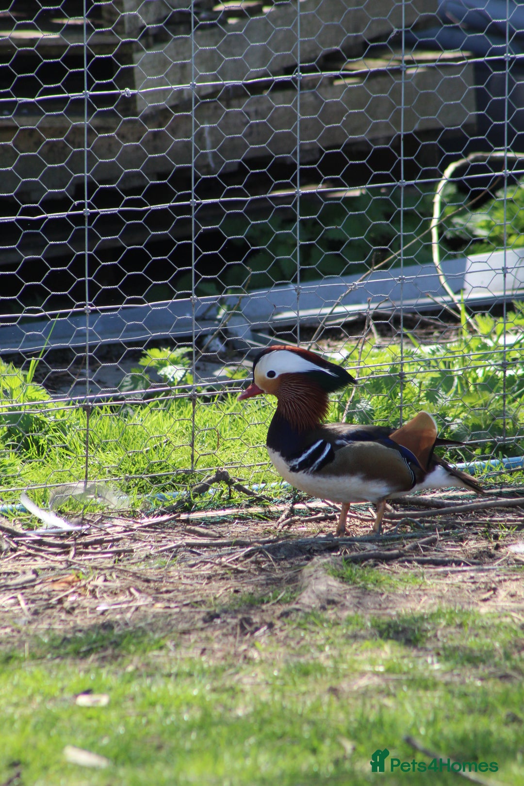 Waterfowl poultry for sale: Mandarin Ducks - Image 2