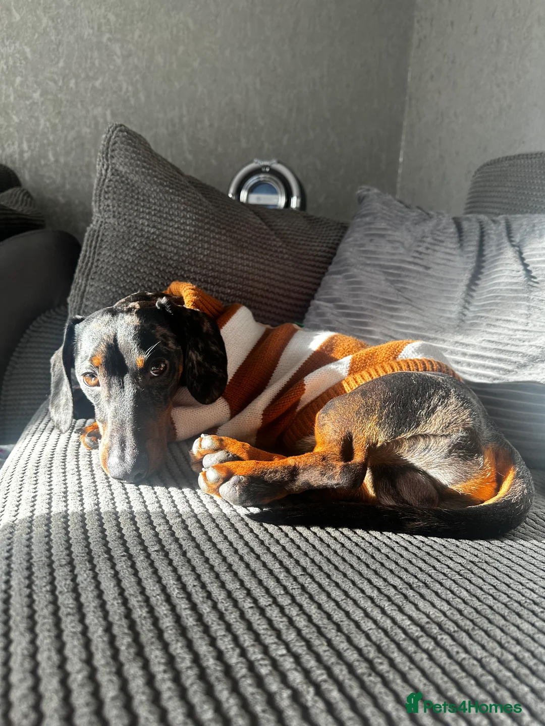 Dachshund dogs for stud: Smooth haired Dachshund Stud Gorgeous Coat - Advert 4