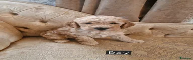 Cockapoo Puppy 2