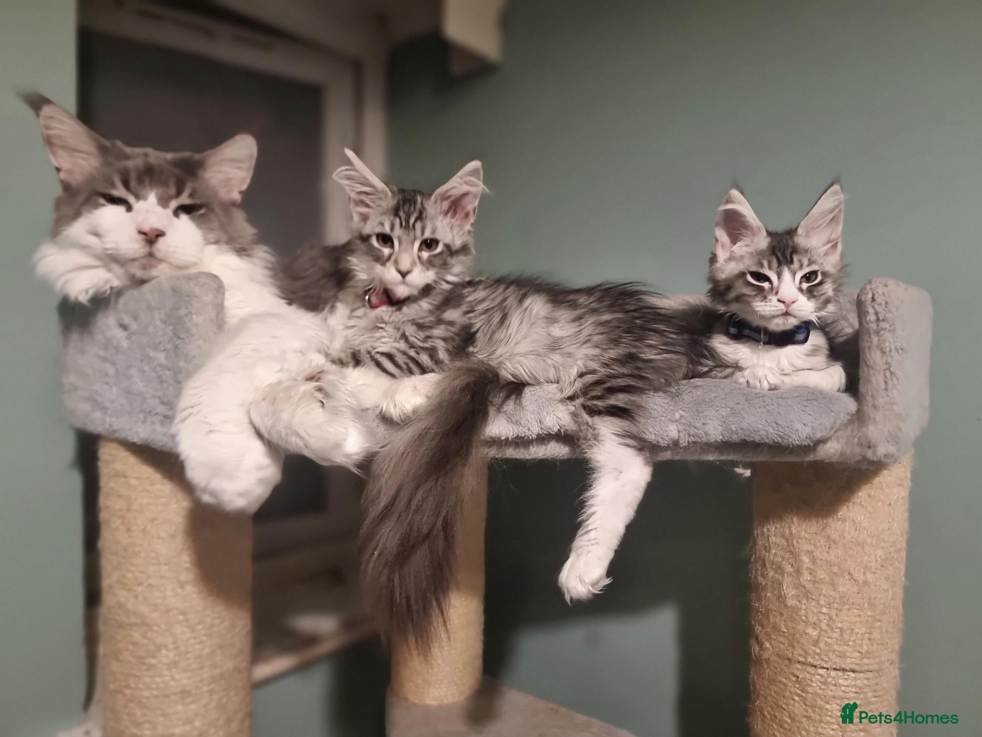 Maine Coon cats Tica!! Amazing kittens - Advert 18